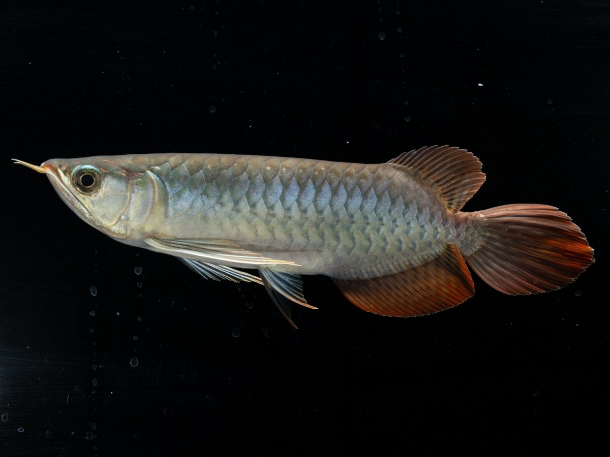 画像2: メタルレッド F3 NO.13（ディナミカカプアス産） (2)