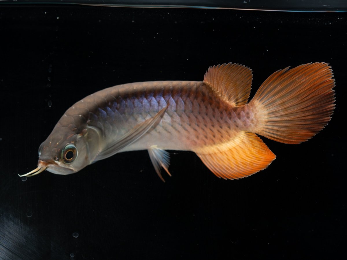 画像5: メタルレッド F3 NO.８（ディナミカカプアス産） (5)