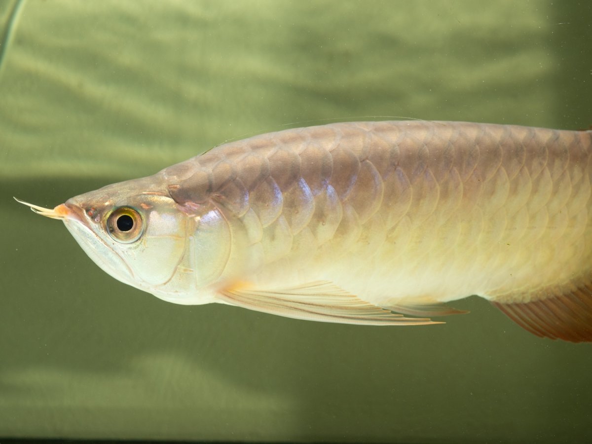 画像7: SUMO NO.14（小結） (7)