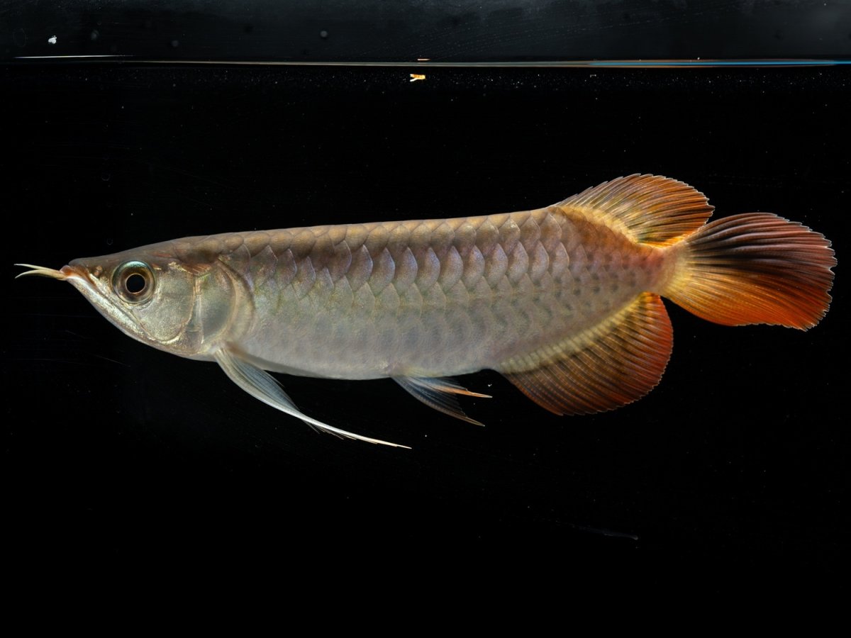 画像7: メタルレッド F3 NO.11（ディナミカカプアス産） (7)