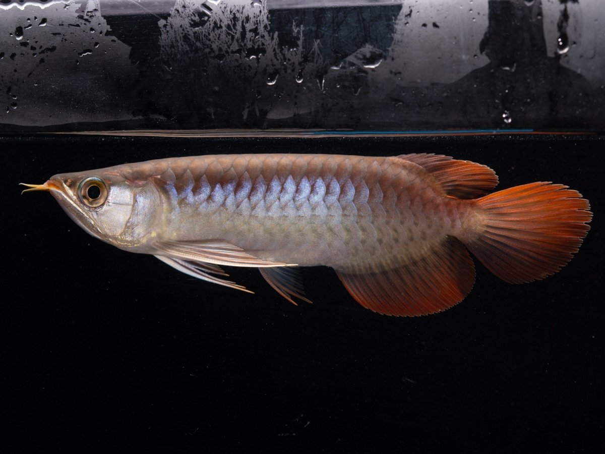 画像6: ダイナミックレッド NO.41（ディナミカカプアス産） (6)