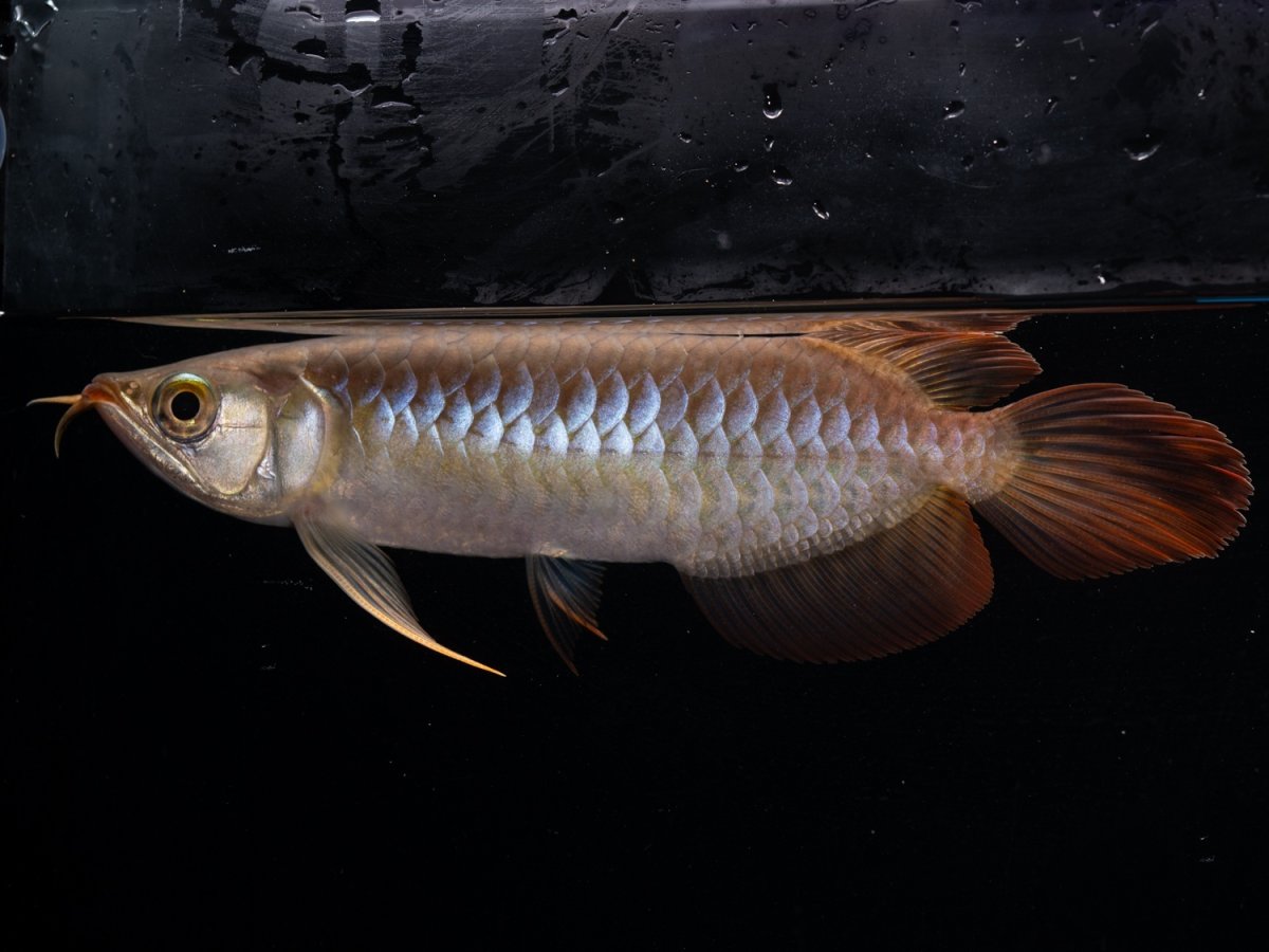 画像5: ダイナミックレッド NO.44（ディナミカカプアス産） (5)