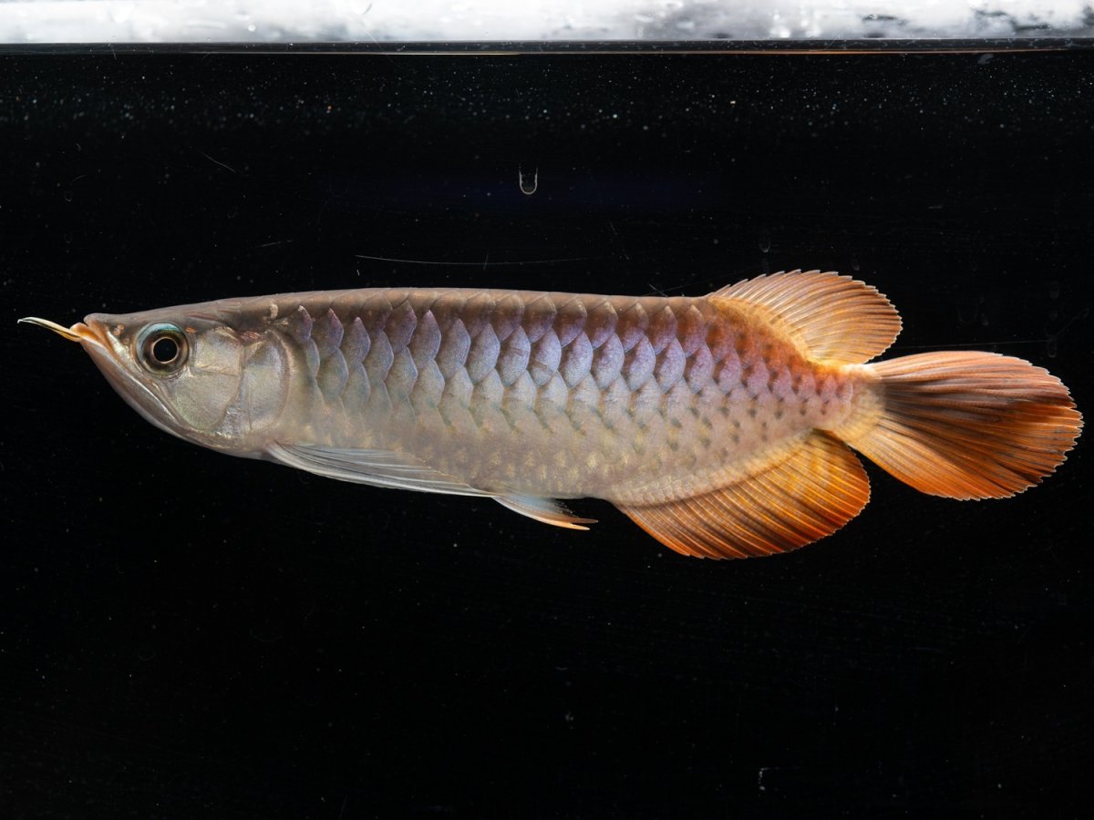 画像3: メタルレッド F3 NO.7（ディナミカカプアス産） (3)