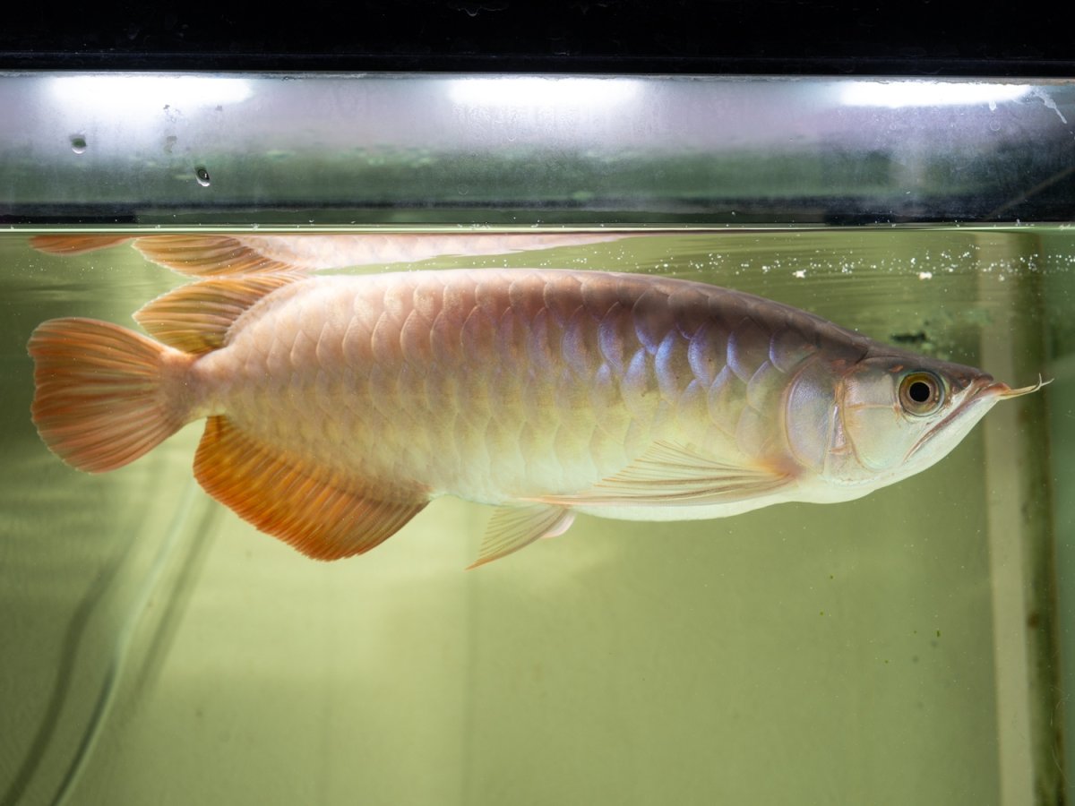 画像2: SUMO NO.14（小結） (2)