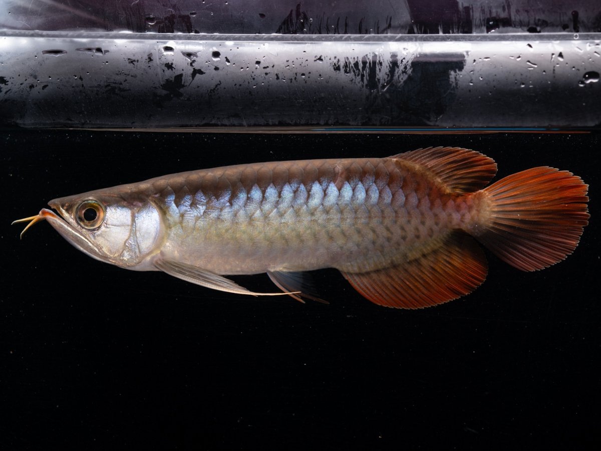 画像7: ダイナミックレッド NO.48（ディナミカカプアス産） (7)