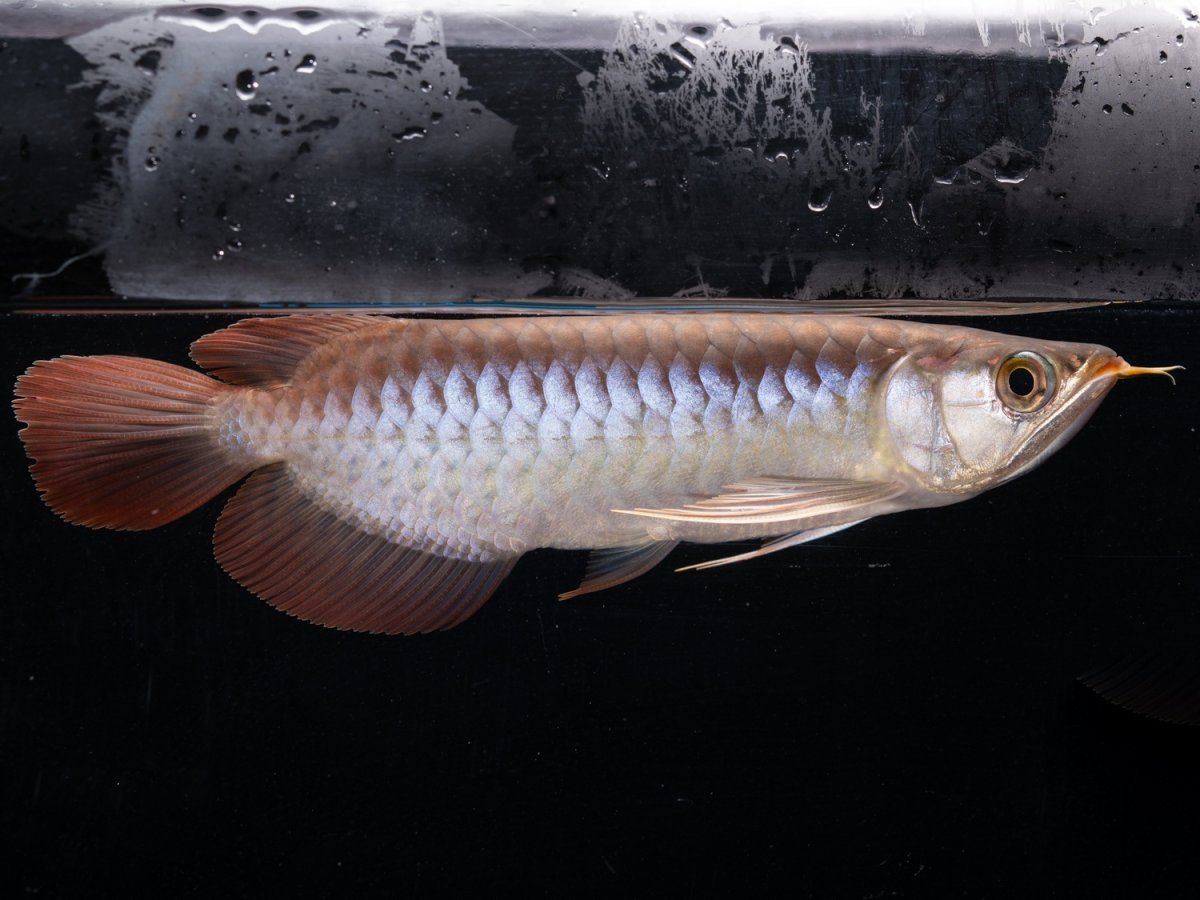 画像5: ダイナミックレッド NO.41（ディナミカカプアス産） (5)