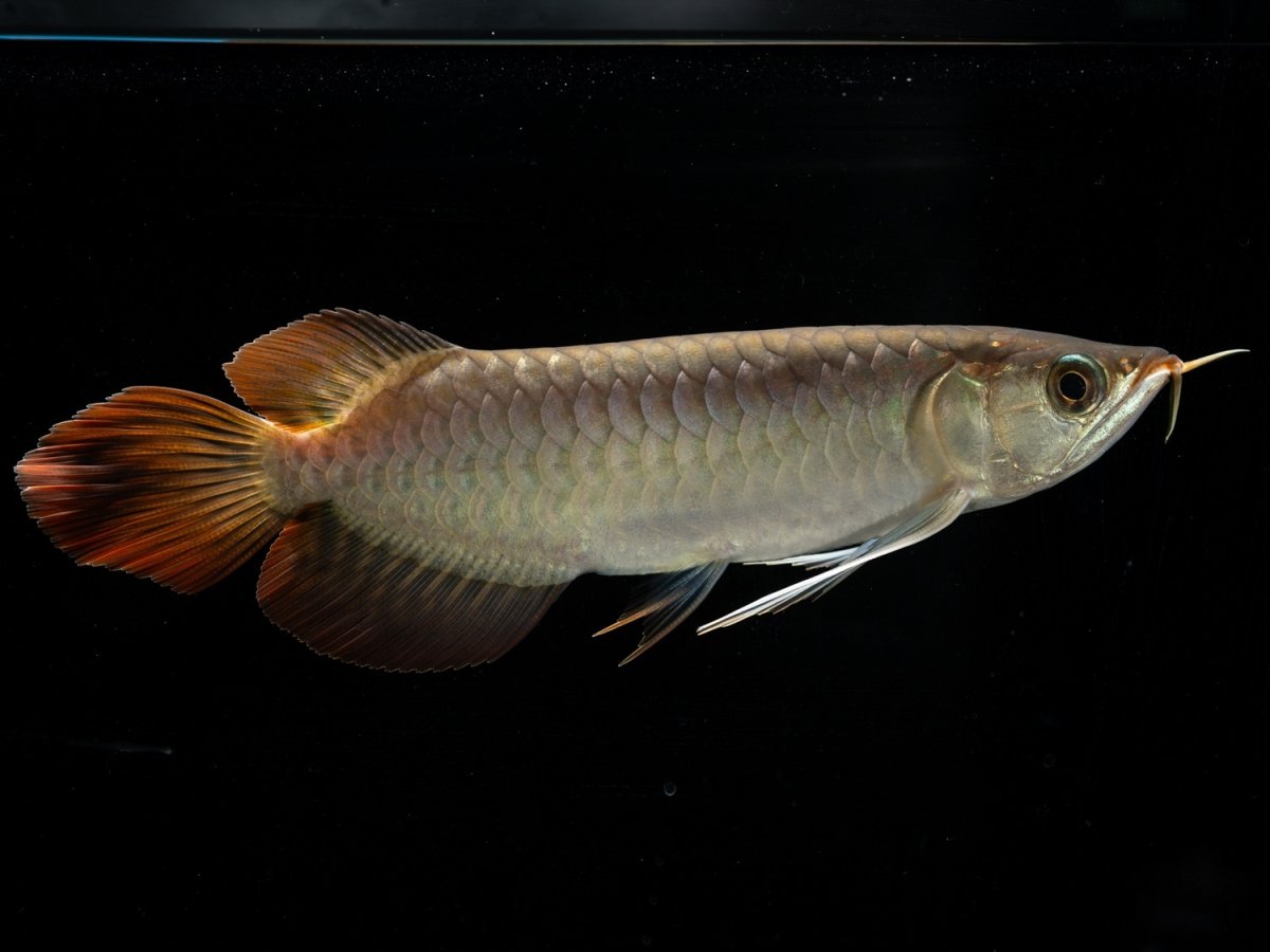 画像2: メタルレッド F3 NO.11（ディナミカカプアス産） (2)