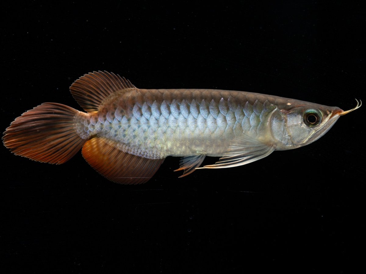 画像6: メタルレッド F3 NO.12（ディナミカカプアス産） (6)