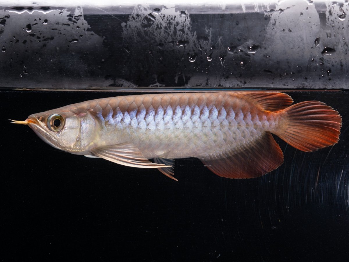 画像4: ダイナミックレッド NO.41（ディナミカカプアス産） (4)