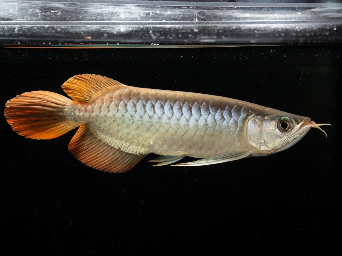 画像3: メタルレッド F3 NO.5（ディナミカカプアス産） (3)