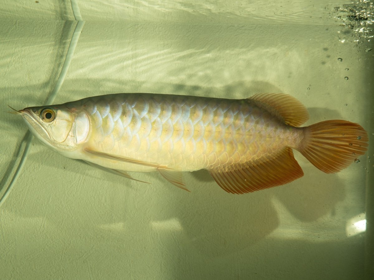 画像3: SUMO NO.14（小結） (3)