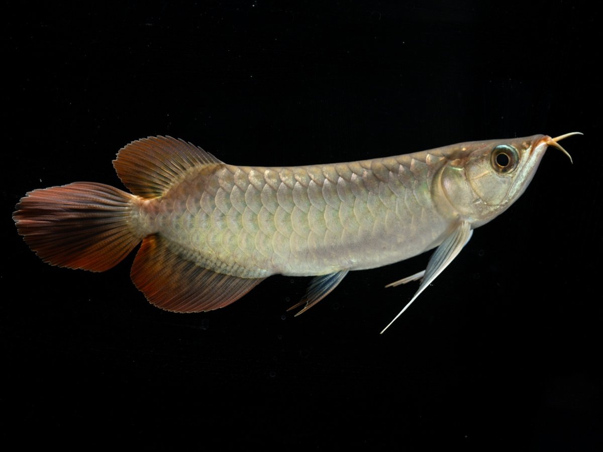 画像8: メタルレッド F3 NO.11（ディナミカカプアス産） (8)