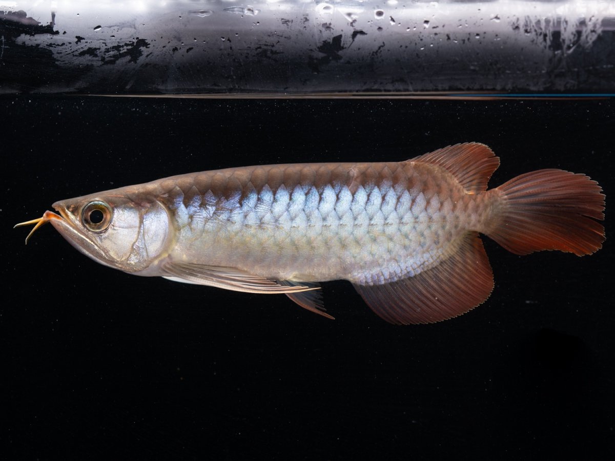 画像3: ダイナミックレッド NO.48（ディナミカカプアス産） (3)