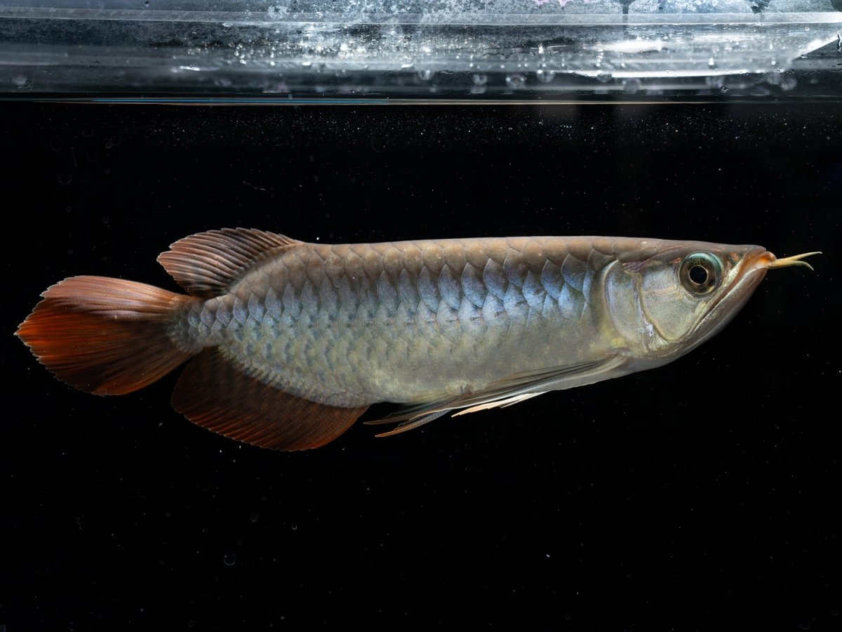 画像5: メタルレッド F3 NO.13（ディナミカカプアス産） (5)