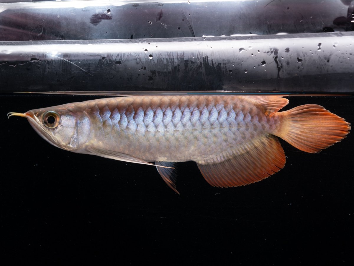 画像4: ダイナミックレッド NO.47（ディナミカカプアス産） (4)