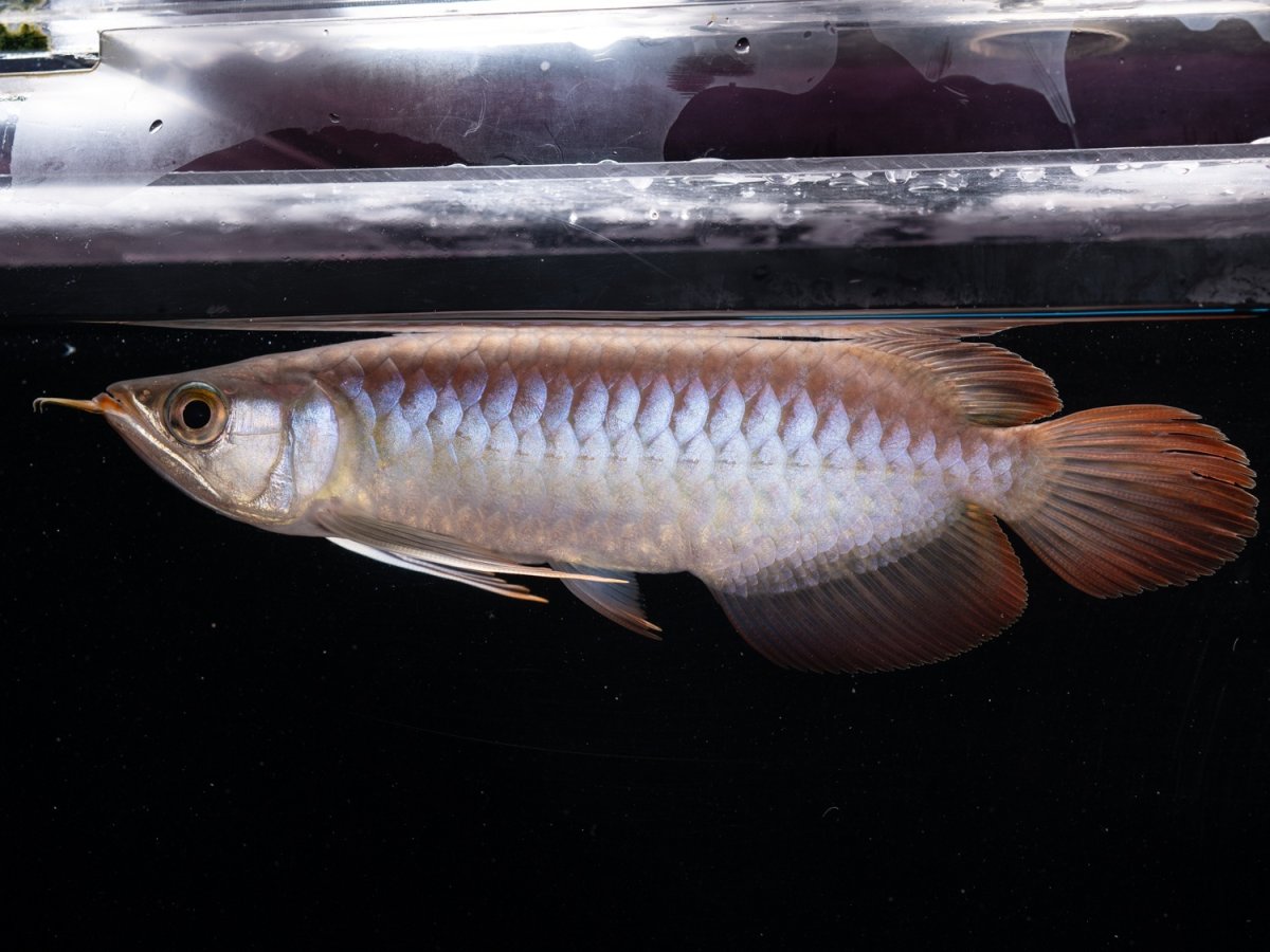 画像5: ダイナミックレッド NO.46（ディナミカカプアス産） (5)