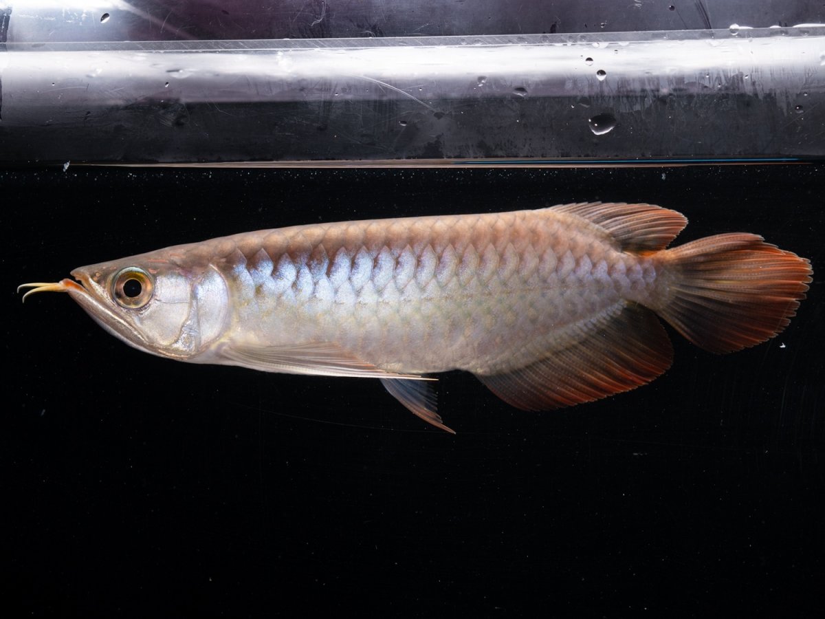 画像2: ダイナミックレッド NO.47（ディナミカカプアス産） (2)