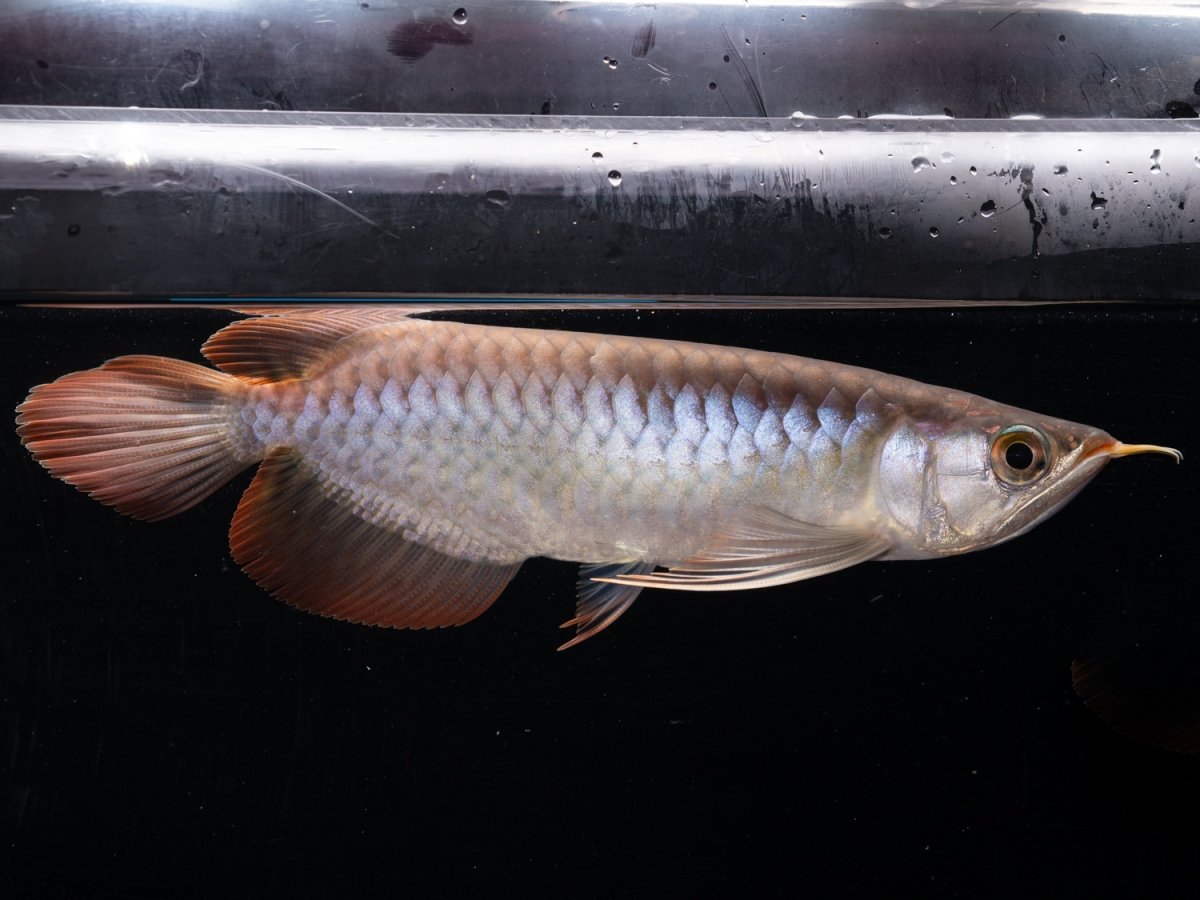 画像5: ダイナミックレッド NO.47（ディナミカカプアス産） (5)