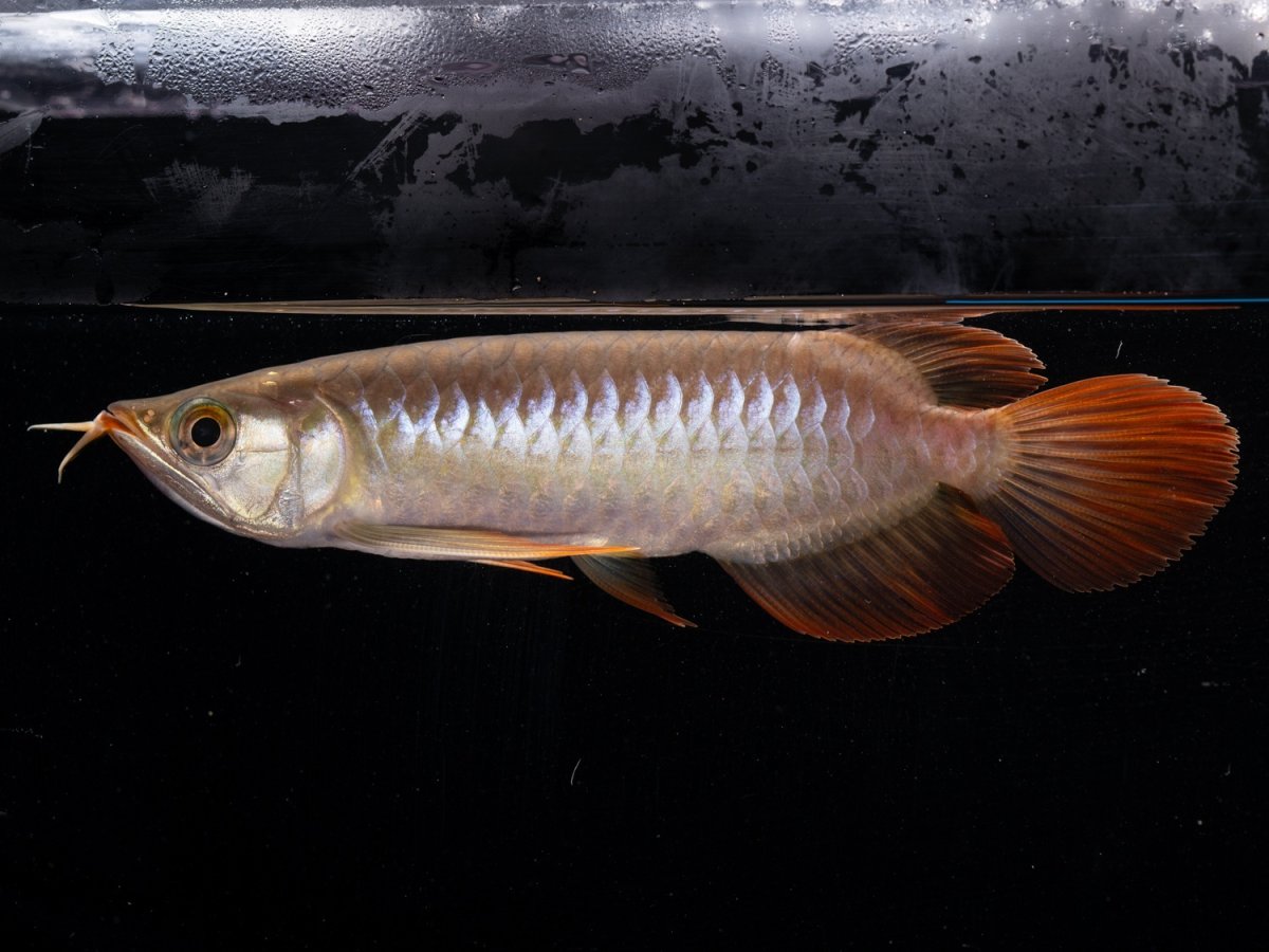 画像2: ダイナミックレッド NO.49（ディナミカカプアス産） (2)