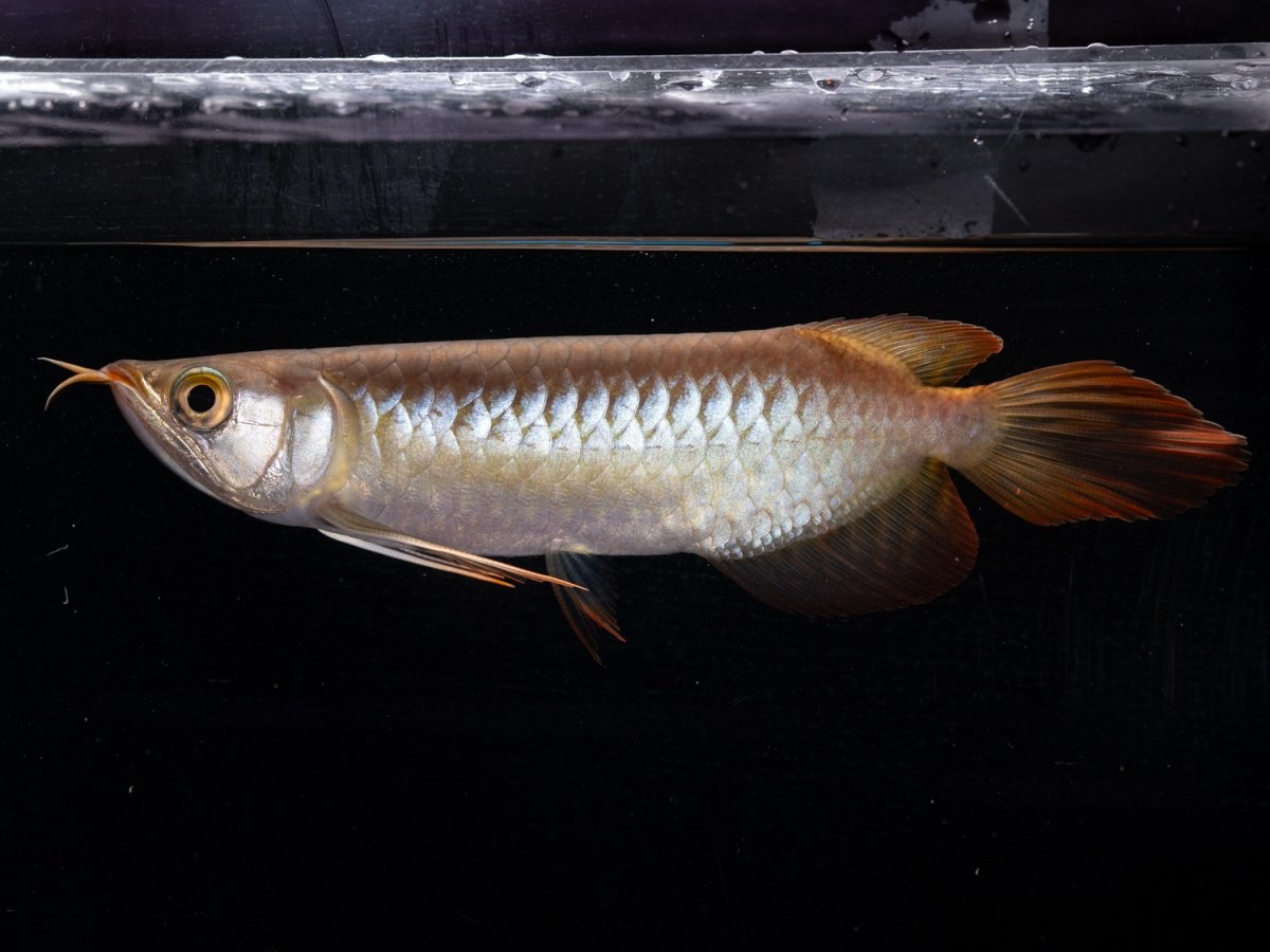 画像3: ダイナミックレッド NO.37（ディナミカカプアス産） (3)