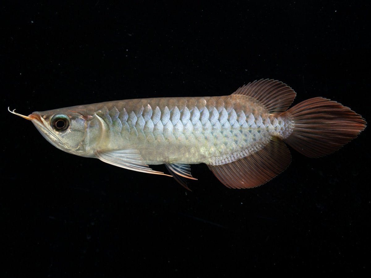 画像5: メタルレッド F3 NO.12（ディナミカカプアス産） (5)