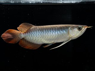 メタルレッド - アジアアロワナ専門店ラフレシア