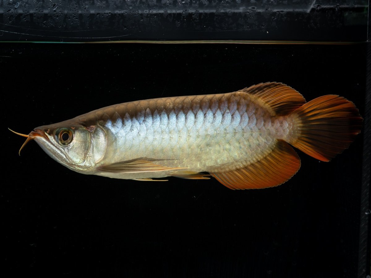 画像4: メタルレッド F4 NO.17（ディナミカカプアス産） (4)