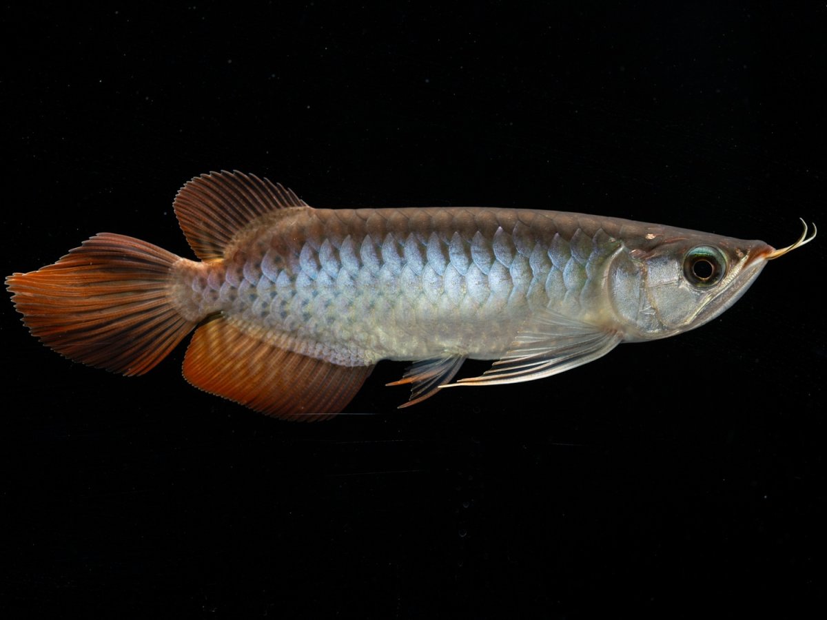 画像8: メタルレッド F3 NO.12（ディナミカカプアス産） (8)