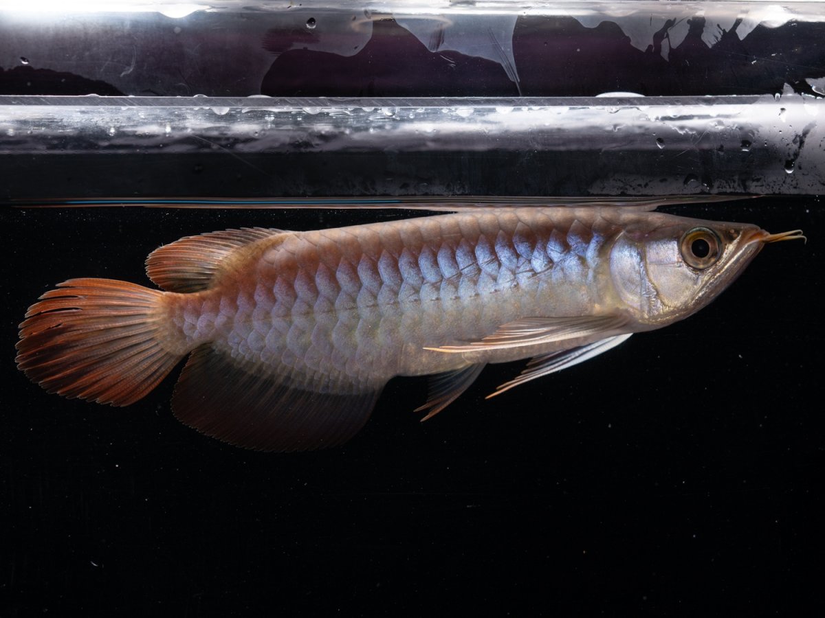 画像4: ダイナミックレッド NO.46（ディナミカカプアス産） (4)