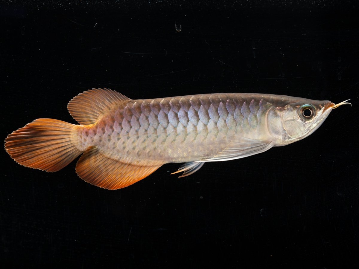 画像4: メタルレッド F3 NO.7（ディナミカカプアス産） (4)