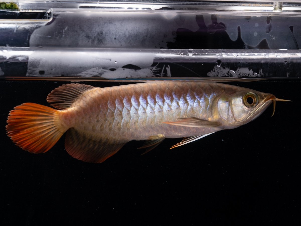 画像2: ダイナミックレッド NO.45（ディナミカカプアス産） (2)