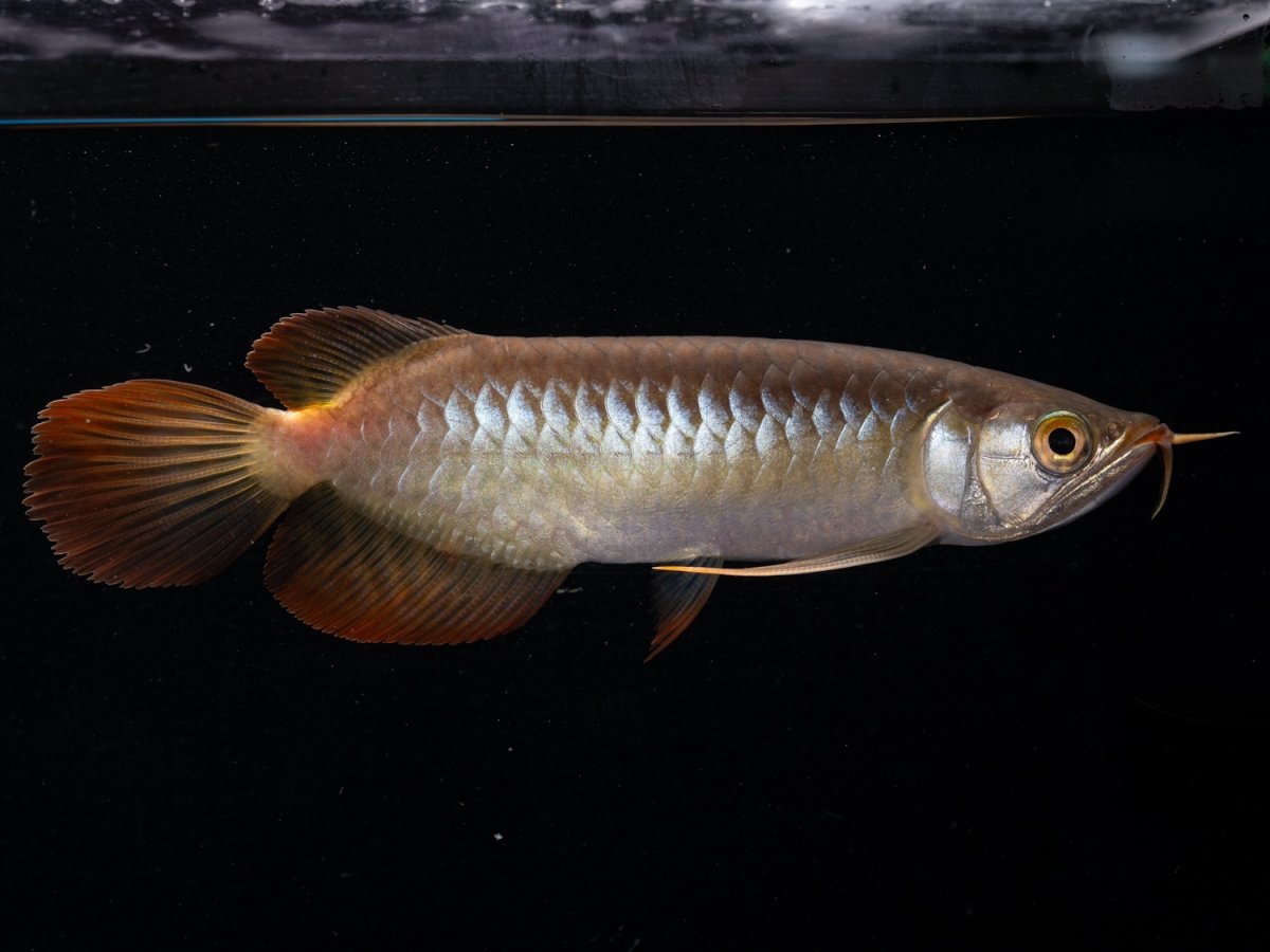 画像6: ダイナミックレッド NO.37（ディナミカカプアス産） (6)