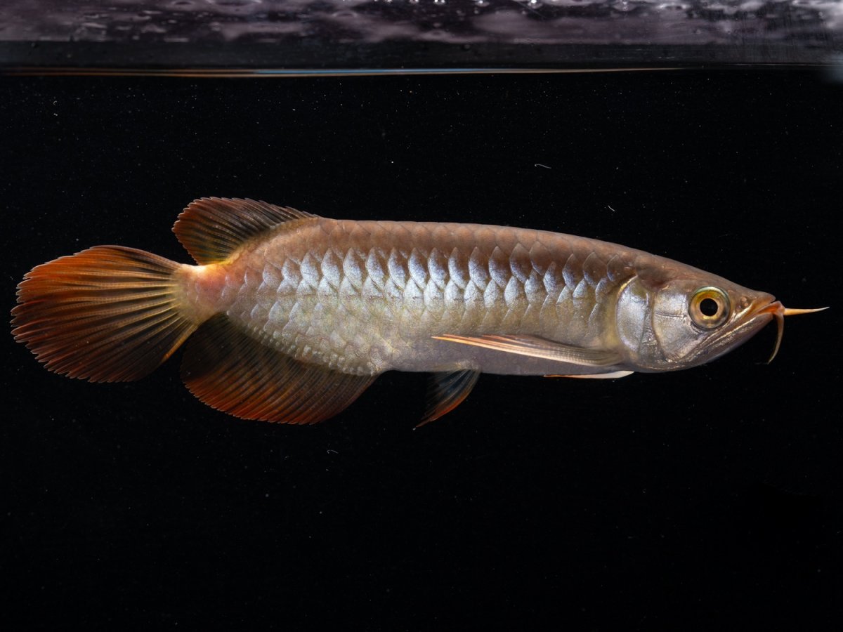 画像4: ダイナミックレッド NO.37（ディナミカカプアス産） (4)