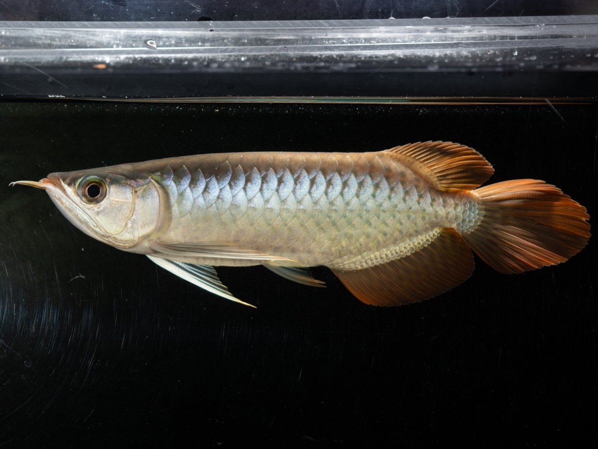 画像2: メタルレッド F3 NO.5（ディナミカカプアス産） (2)