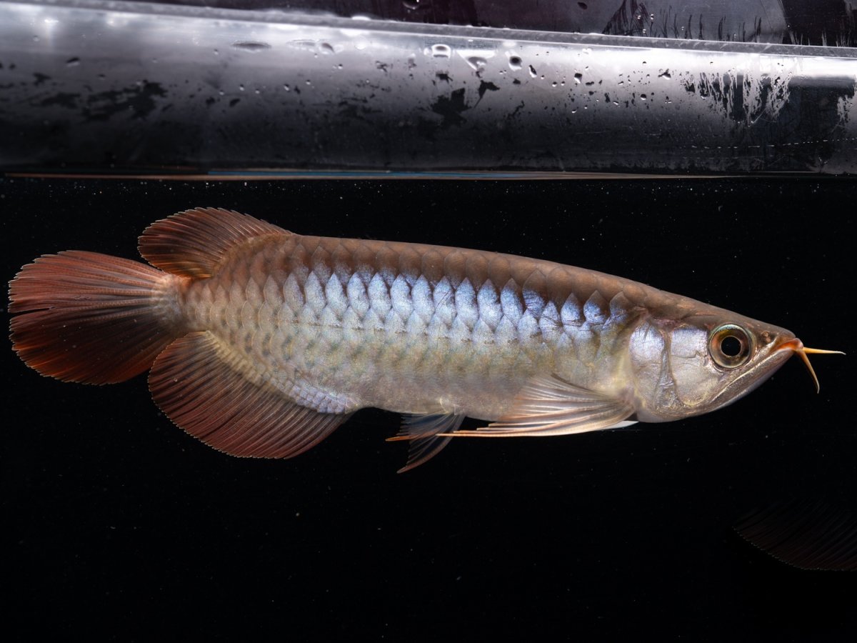 画像4: ダイナミックレッド NO.48（ディナミカカプアス産） (4)