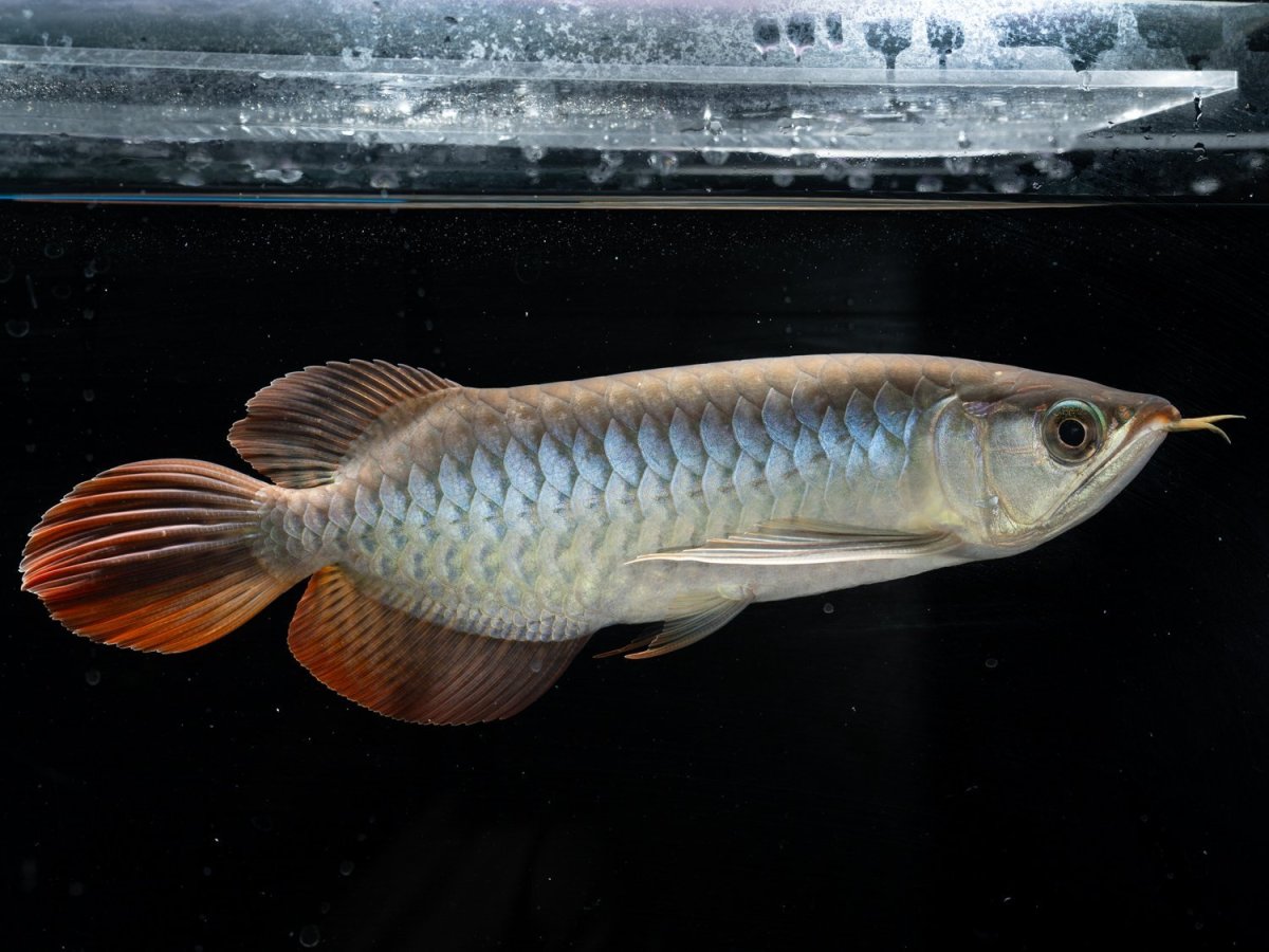 画像3: メタルレッド F3 NO.13（ディナミカカプアス産） (3)