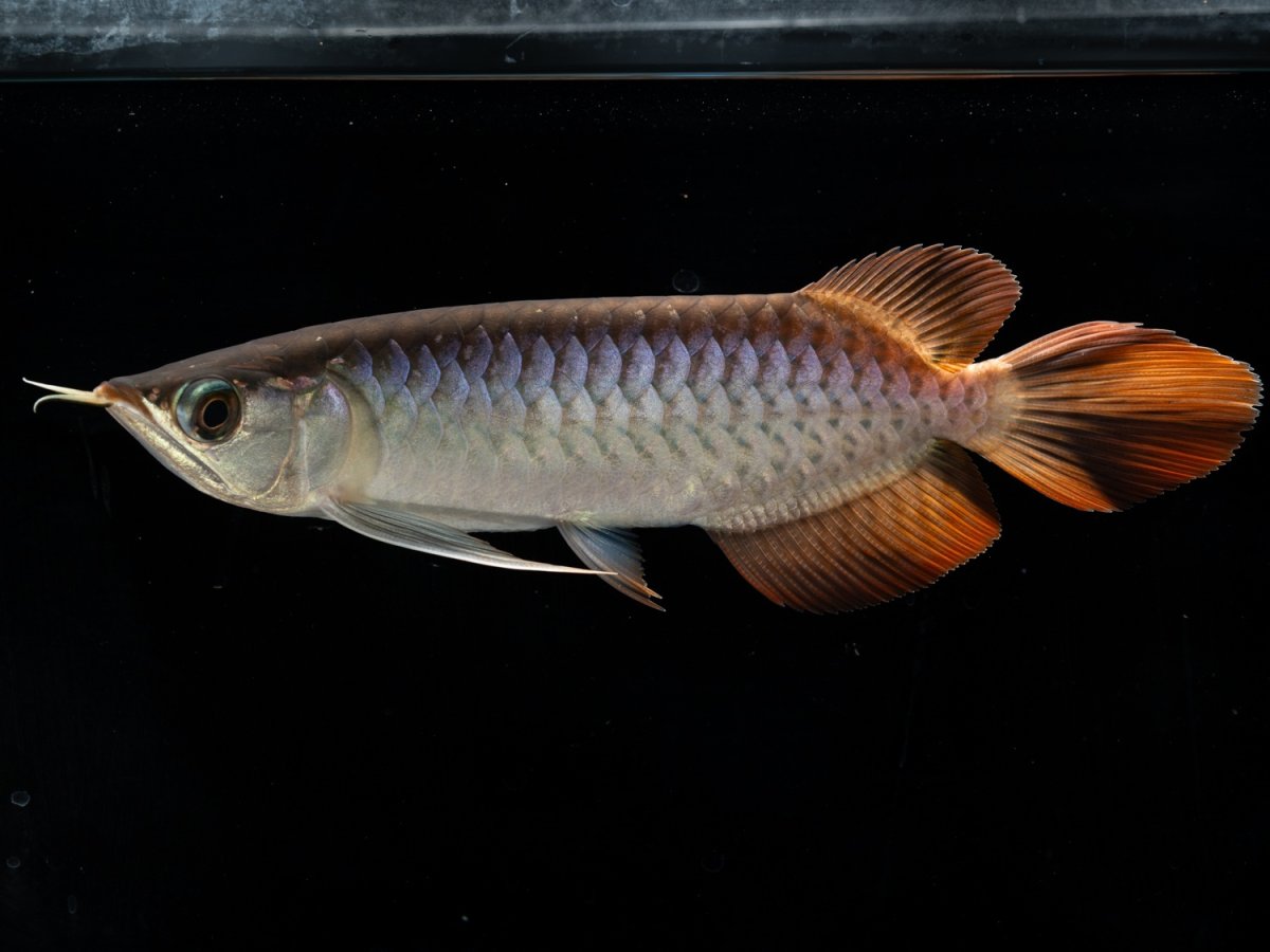 画像2: メタルレッド F3 NO.８（ディナミカカプアス産） (2)