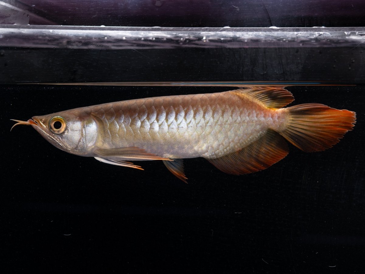 画像7: ダイナミックレッド NO.37（ディナミカカプアス産） (7)