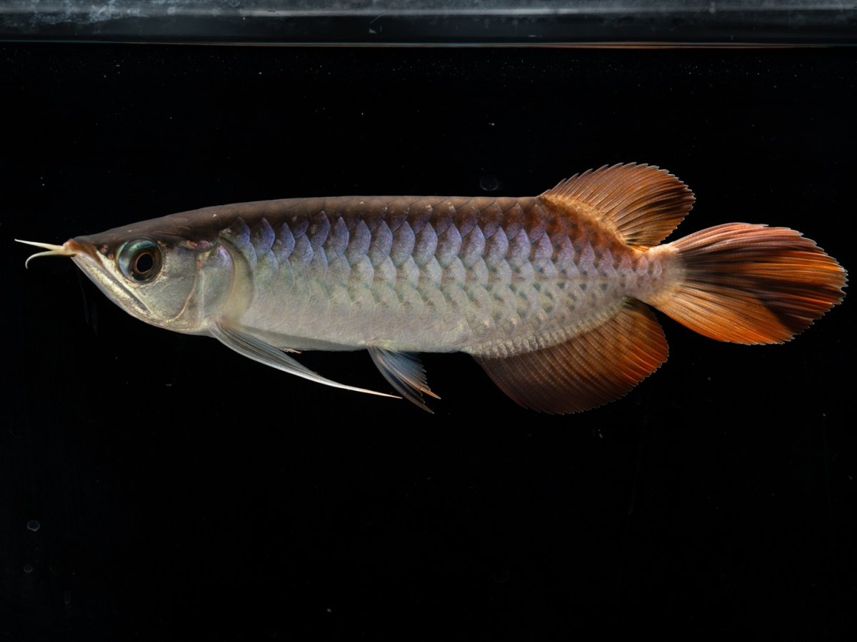 画像4: メタルレッド F3 NO.８（ディナミカカプアス産） (4)