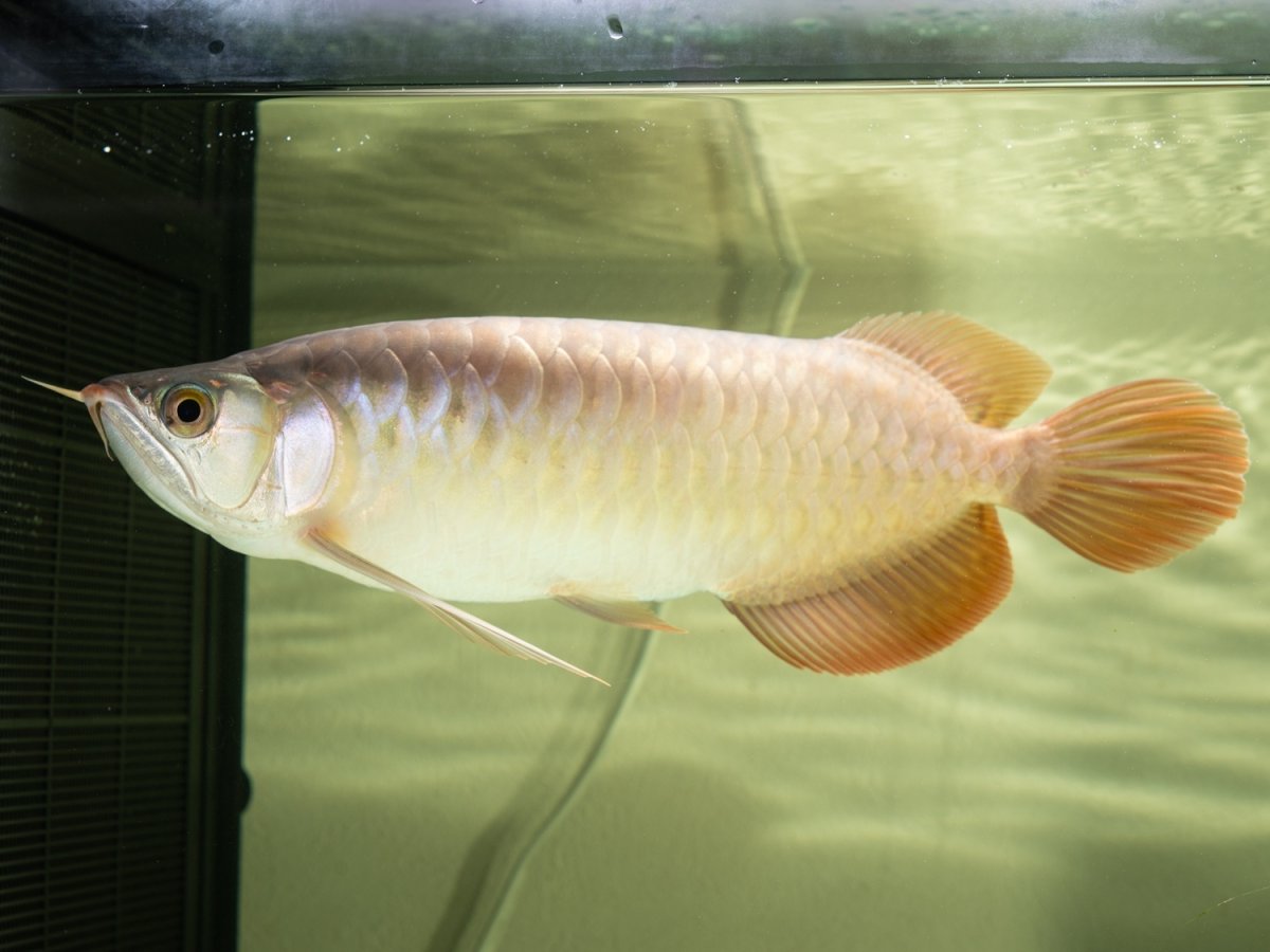 画像5: SUMO NO.14（小結） (5)