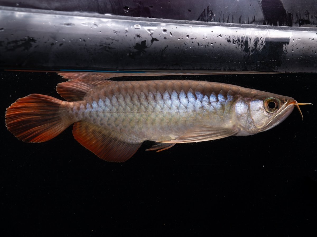 画像2: ダイナミックレッド NO.48（ディナミカカプアス産） (2)