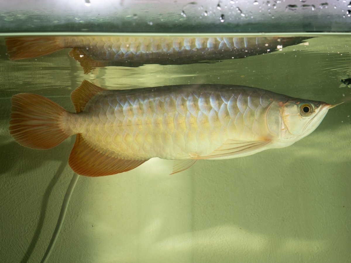 画像4: SUMO NO.14（小結） (4)