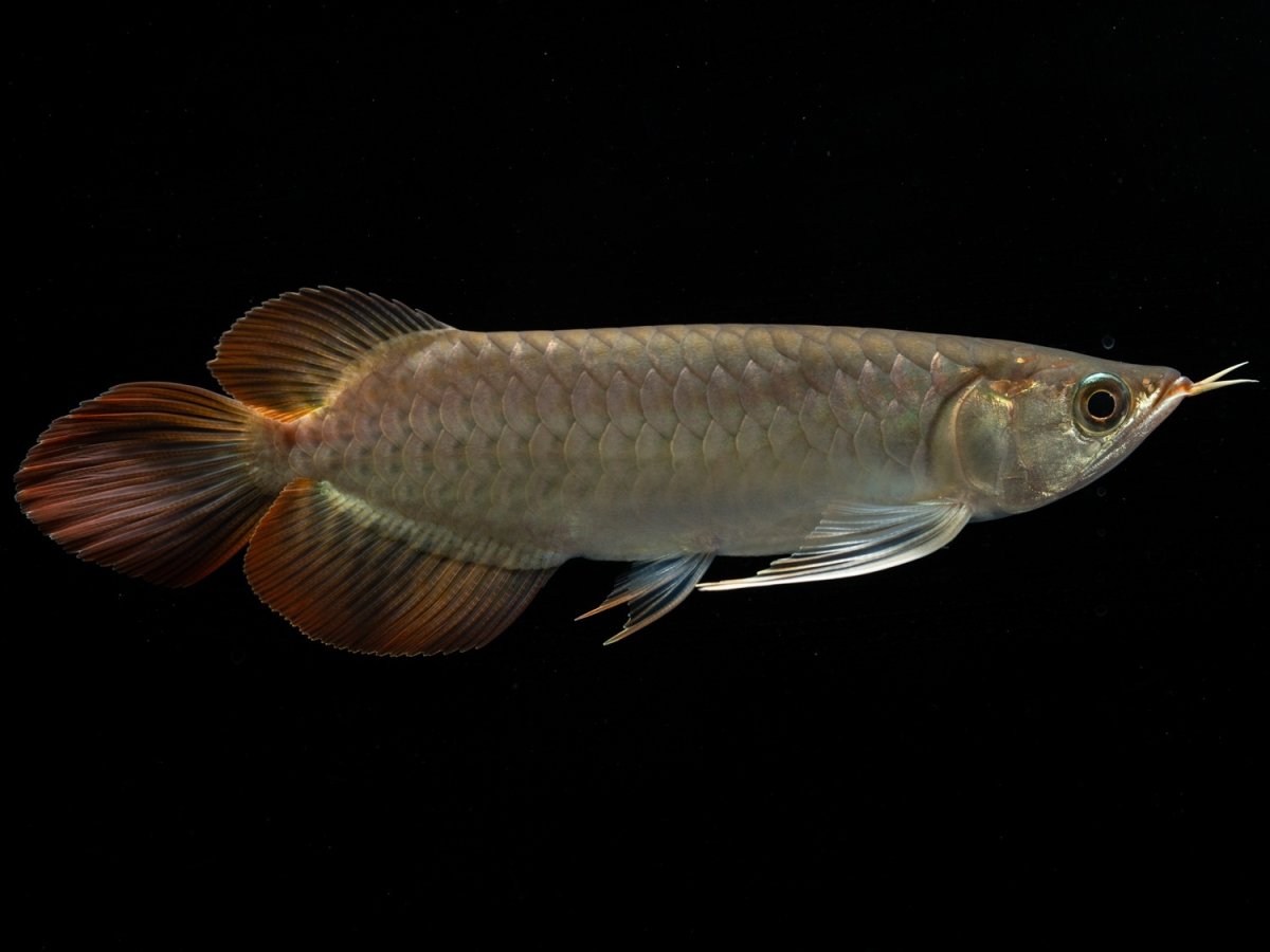 画像4: メタルレッド F3 NO.11（ディナミカカプアス産） (4)