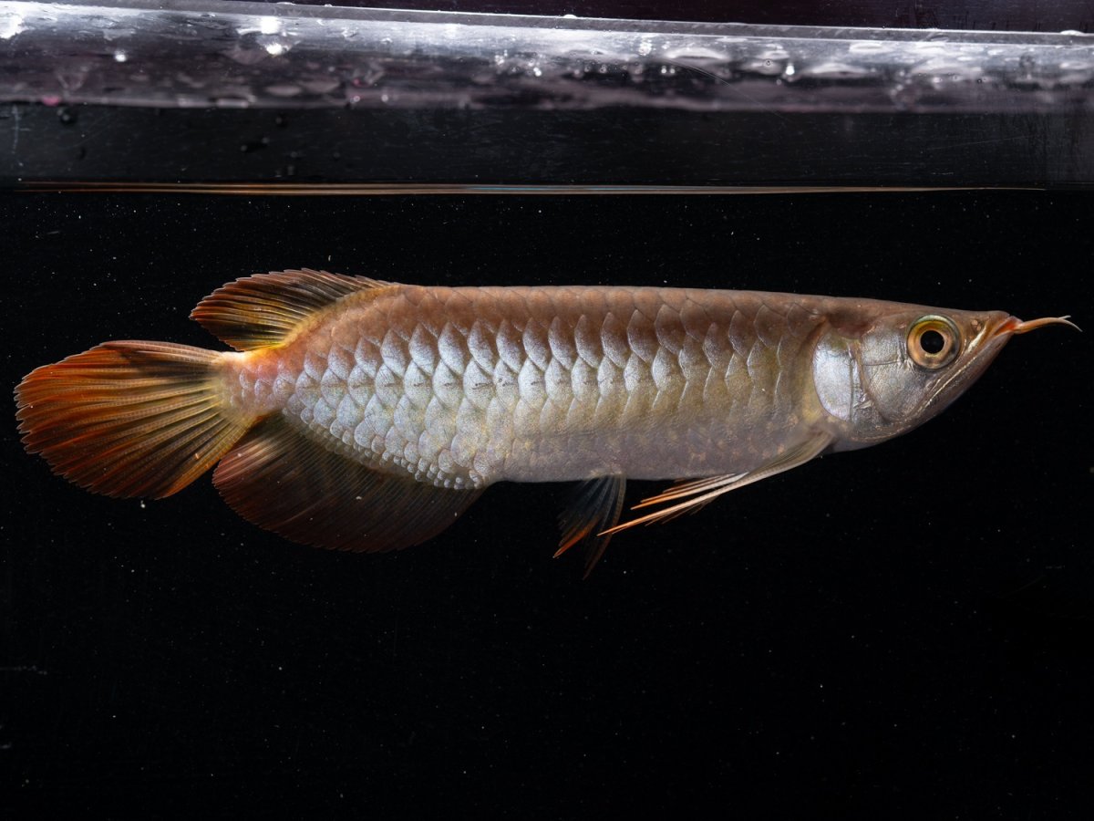 画像8: ダイナミックレッド NO.37（ディナミカカプアス産） (8)