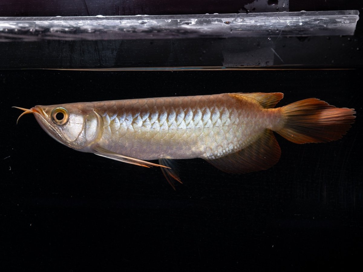 画像5: ダイナミックレッド NO.37（ディナミカカプアス産） (5)