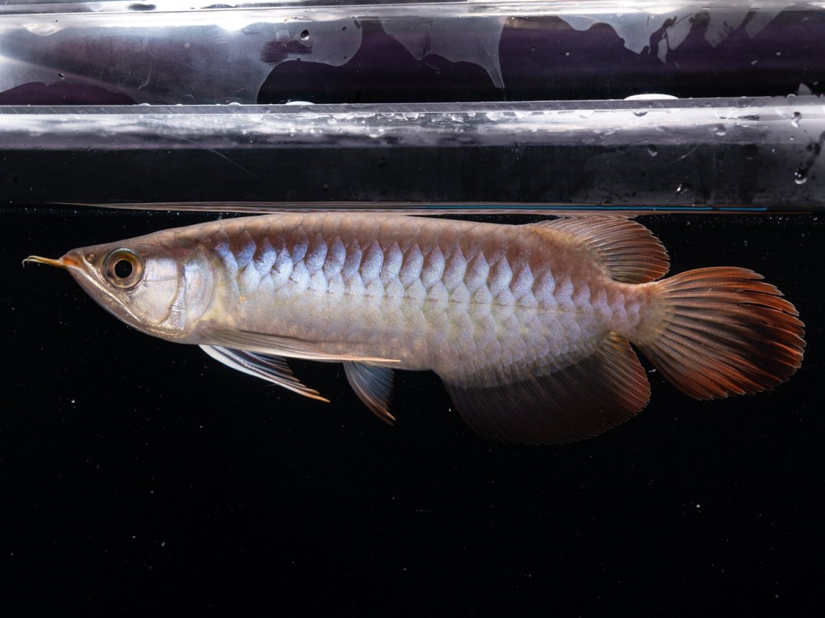 画像3: ダイナミックレッド NO.46（ディナミカカプアス産） (3)