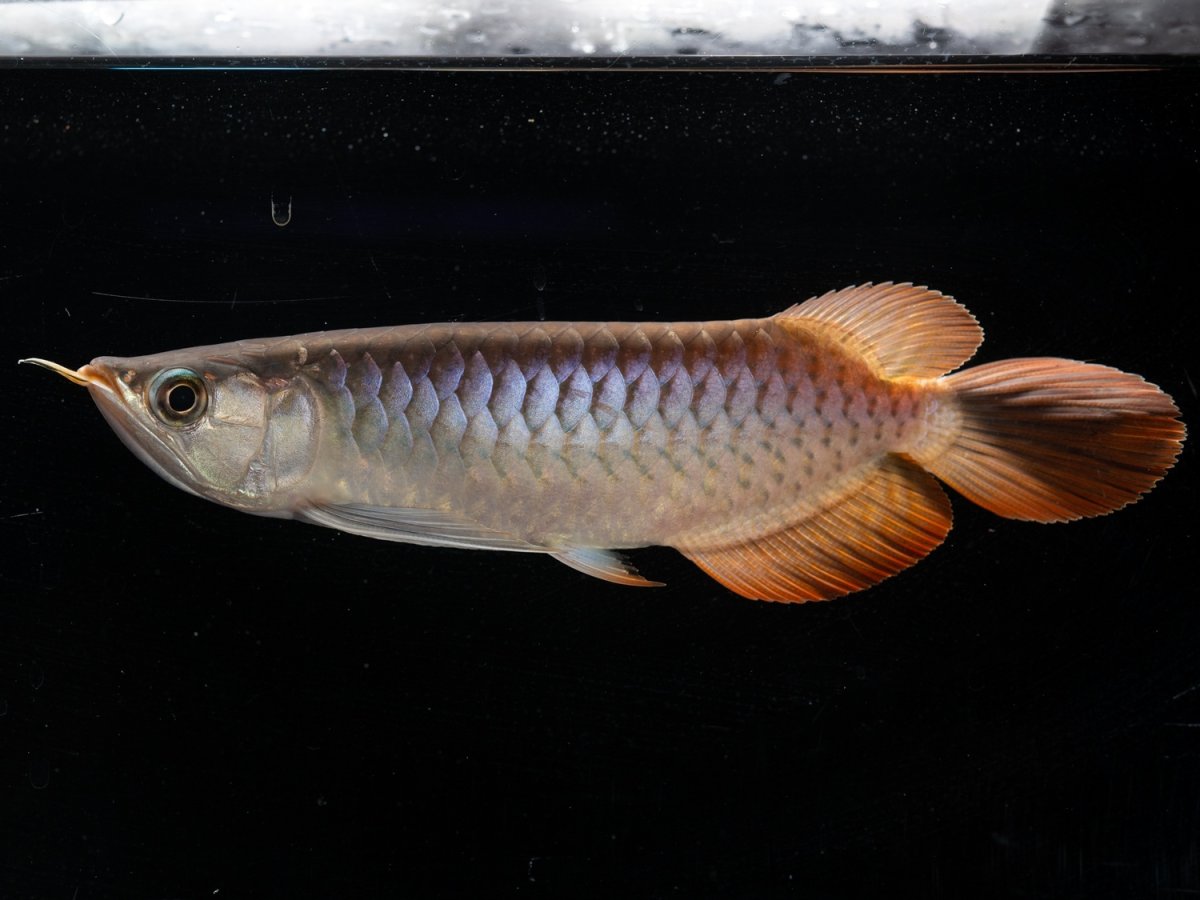 画像5: メタルレッド F3 NO.7（ディナミカカプアス産） (5)