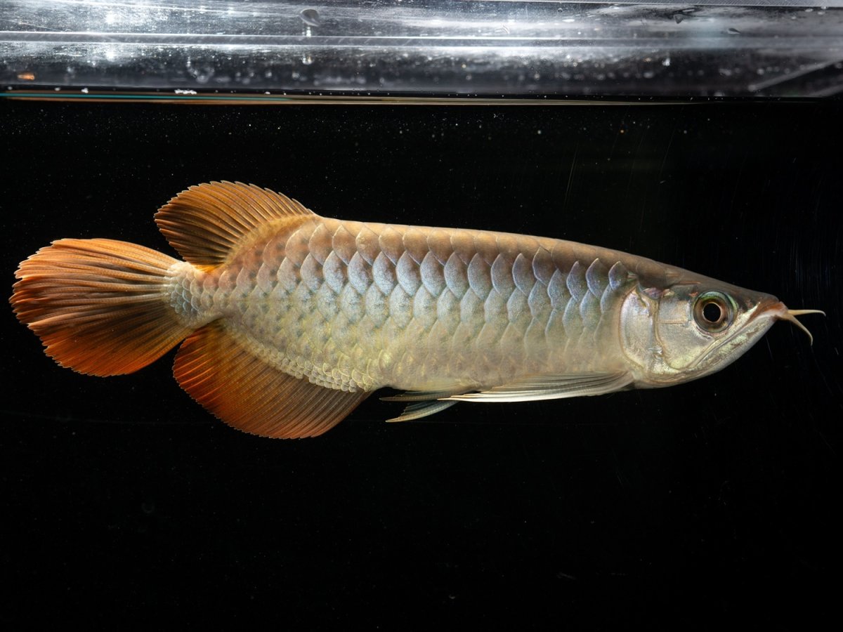 画像5: メタルレッド F3 NO.5（ディナミカカプアス産） (5)