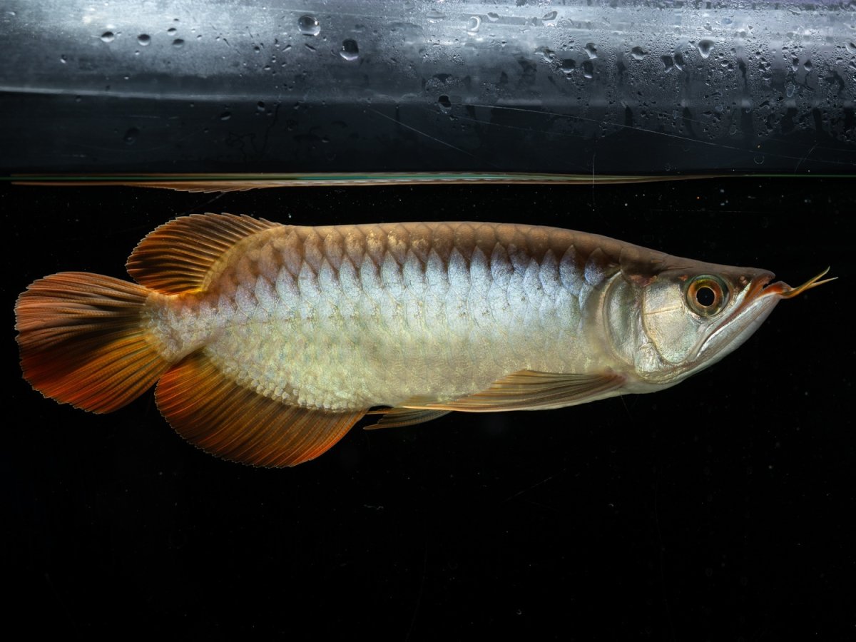 画像3: メタルレッド F4 NO.17（ディナミカカプアス産） (3)