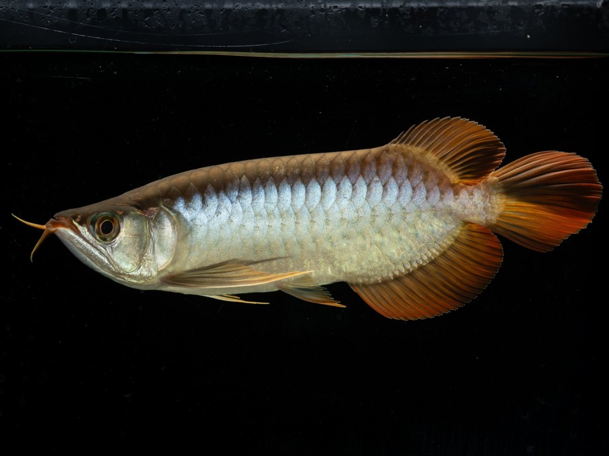 画像2: メタルレッド F4 NO.17（ディナミカカプアス産） (2)